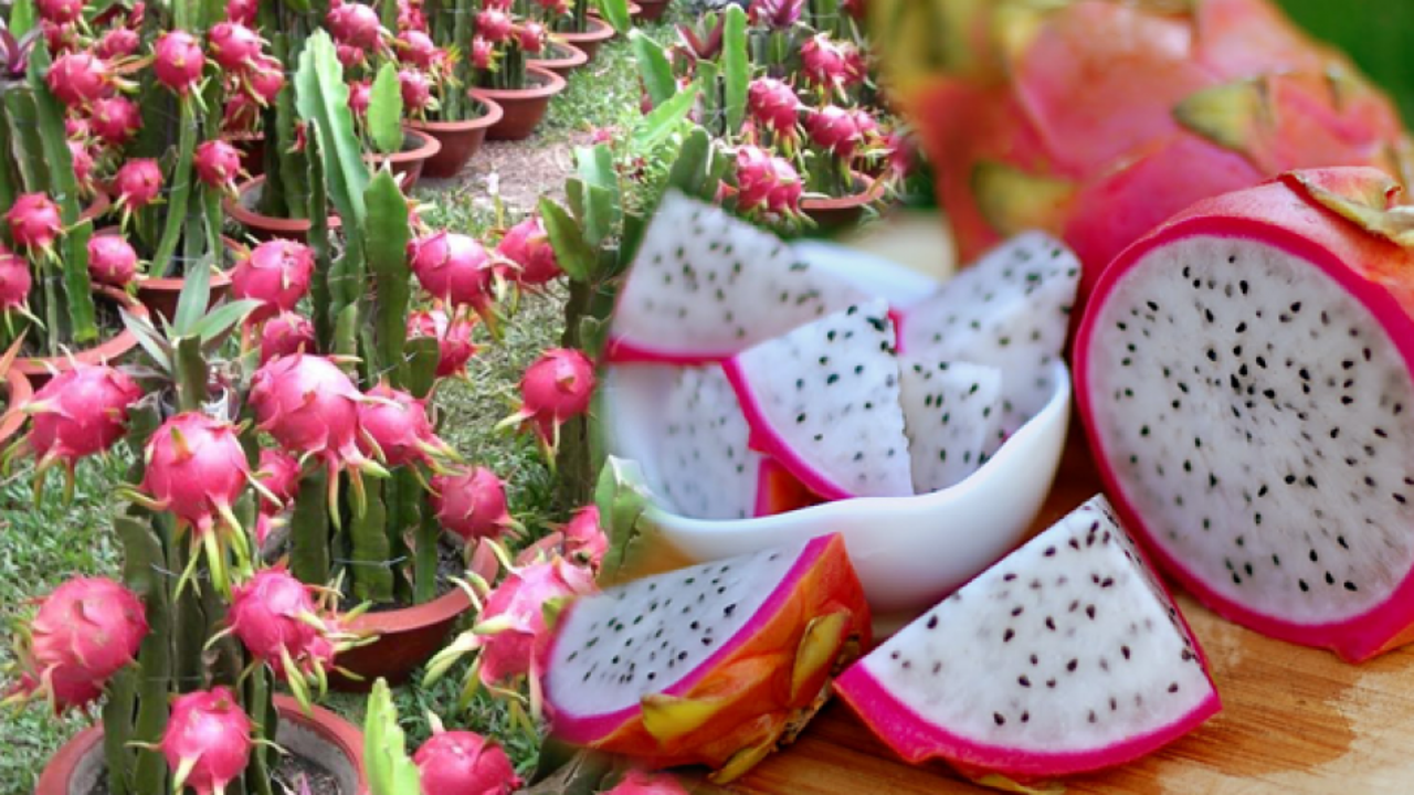 Ejder meyvesi nedir? Ejder meyvesinin faydaları nelerdir? Hangi hastalıklara iyi gelir?