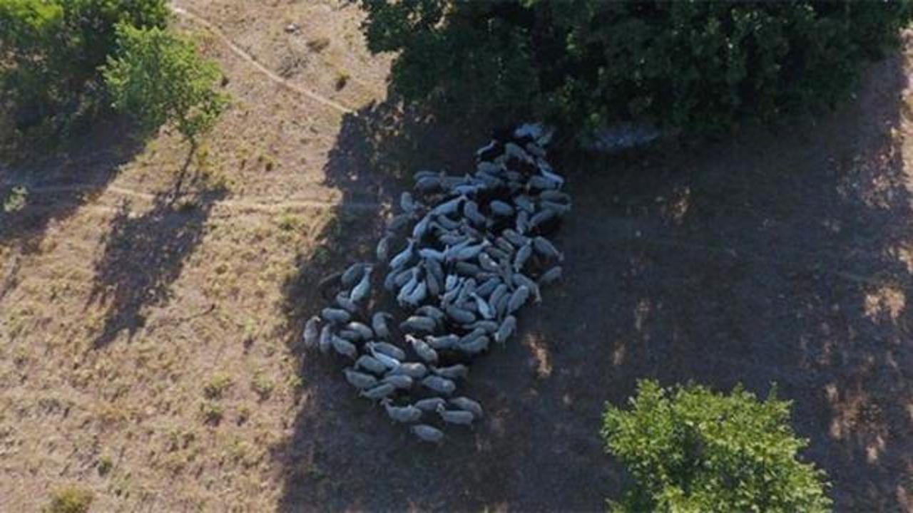 Kayıp hayvanlar drone’la bulundu