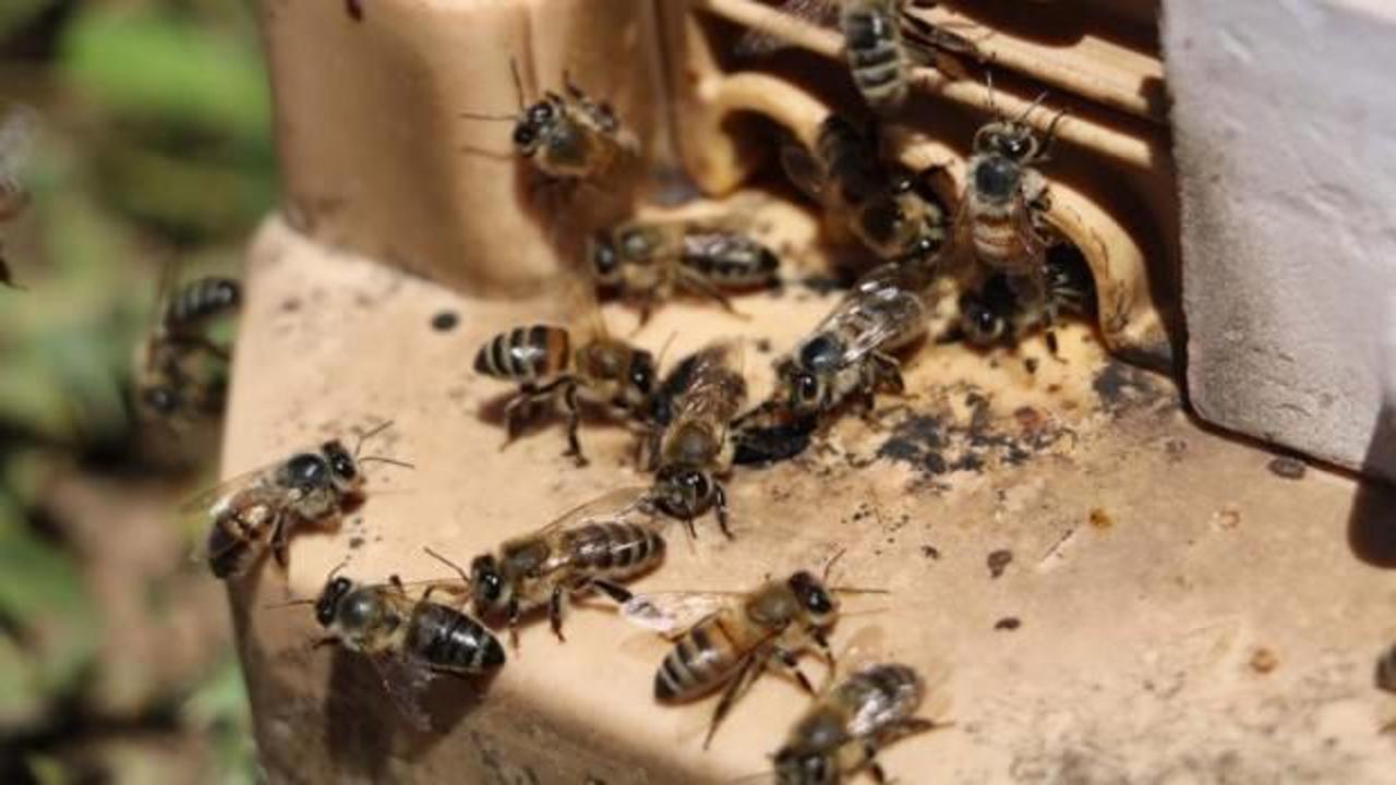 Manisa'da feci olay: Arıların saldırısına uğrayan kadın öldü