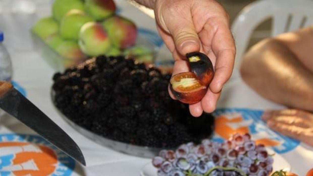 Bu domatesleri g&ouml;renler şaşırıyor