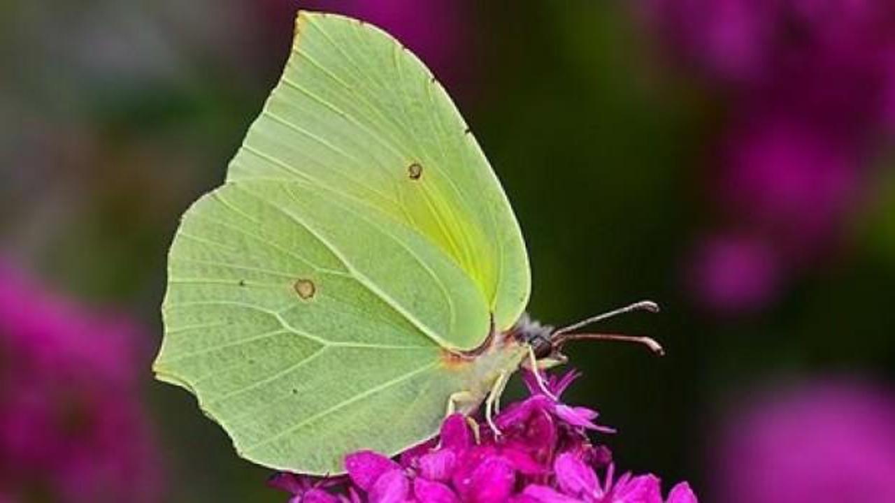 Burdur'da yeni bir kelebek türü bulundu