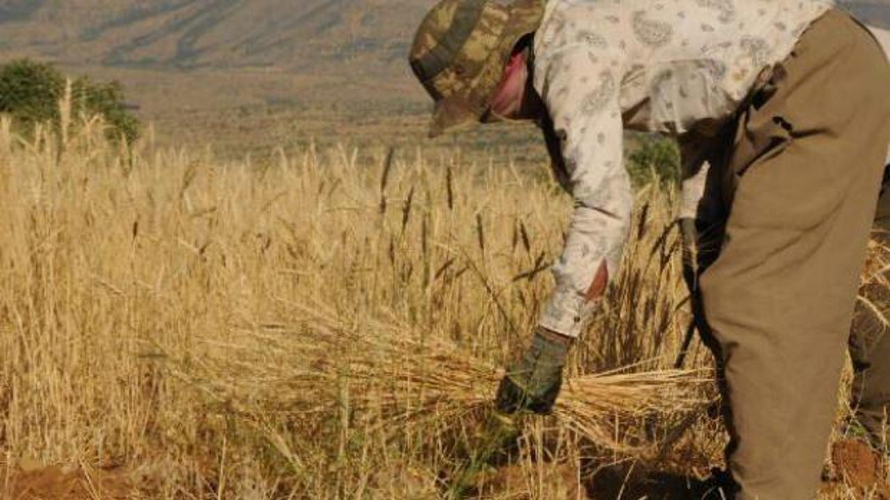 Irak sınırında, 37 derece sıcaklıkta buğday hasadı