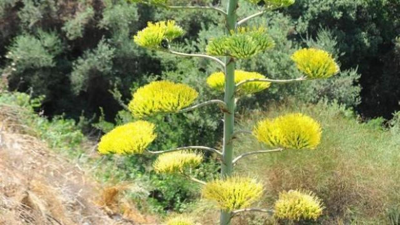 UNESCO listesindeki 'agave' çiçek açtı