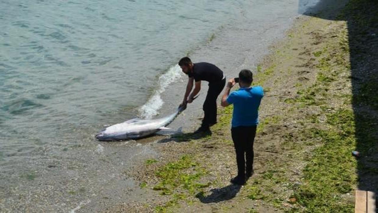 Sahilde g&ouml;renler hayrete d&uuml;şt&uuml;! Nasıl geldiği bilinmiyor