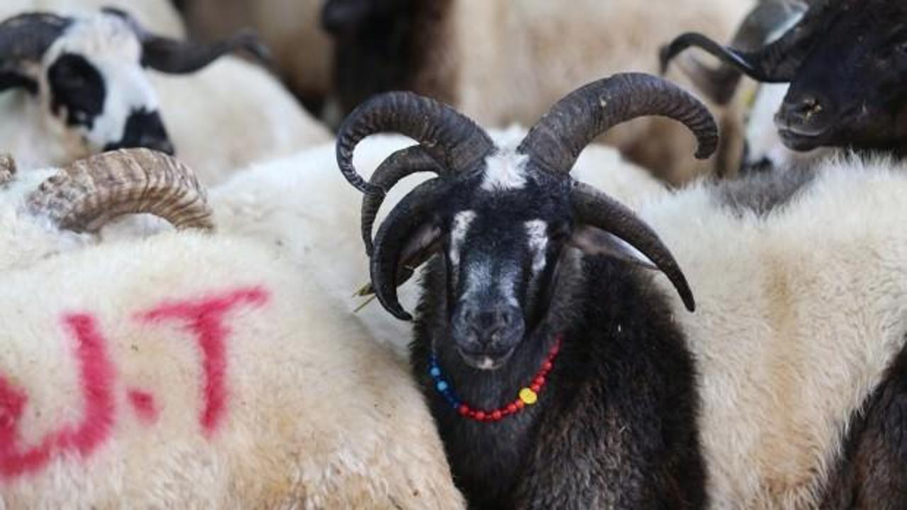 Bu ko&ccedil;u g&ouml;renler g&ouml;zlerine inanamadı