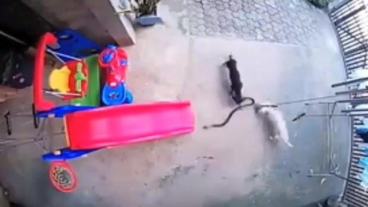 Eve giren yılan ile köpeklerin ölümüne kavgası kameralara yansıdı