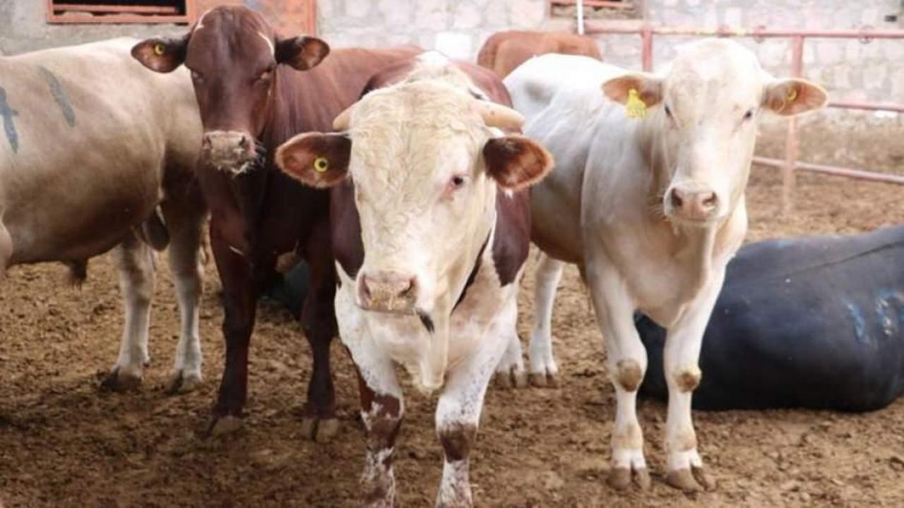 Kurbanlık koyun alınırken nelere dikkat edilmelidir?