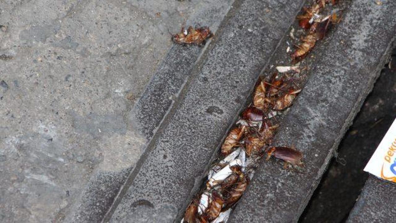 Trabzon&rsquo;un en işlek caddesini 'Kakalaklar' bastı