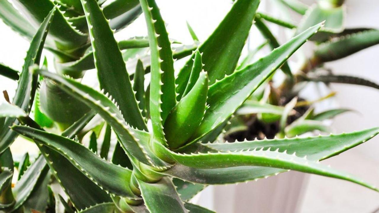 Aloe Vera nedir? Cilde faydaları nelerdir? Aloe Vera cilde nasıl sürülür?