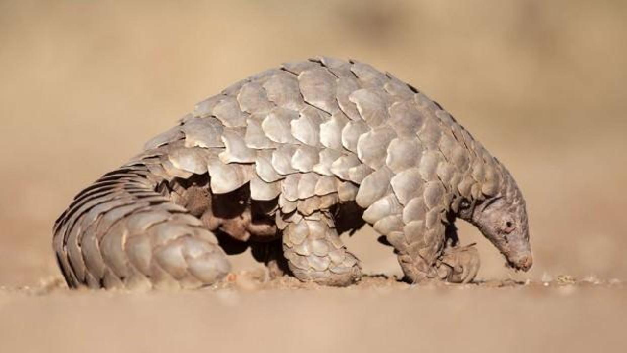 Havaalanında yakalanan pangolin pulunun fiyatı dudak u&ccedil;uklattı