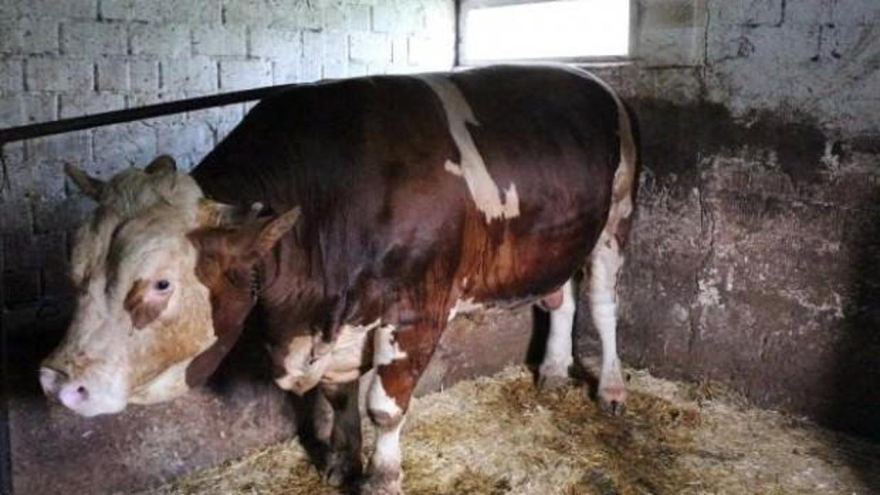 İşte 1,5 tonluk Kocaman'ın fiyatı! Dudak u&ccedil;uklattı...