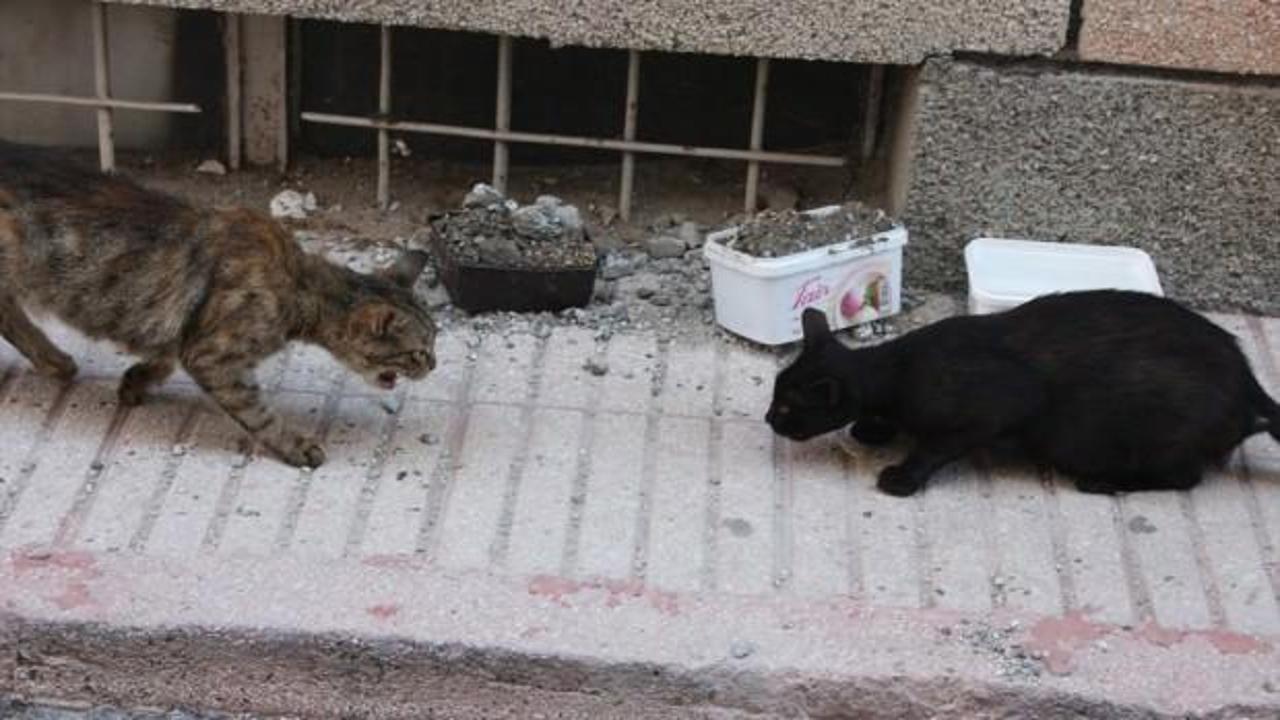 Vicdansızlık: Kedilerin mama kabını betonla doldurdular