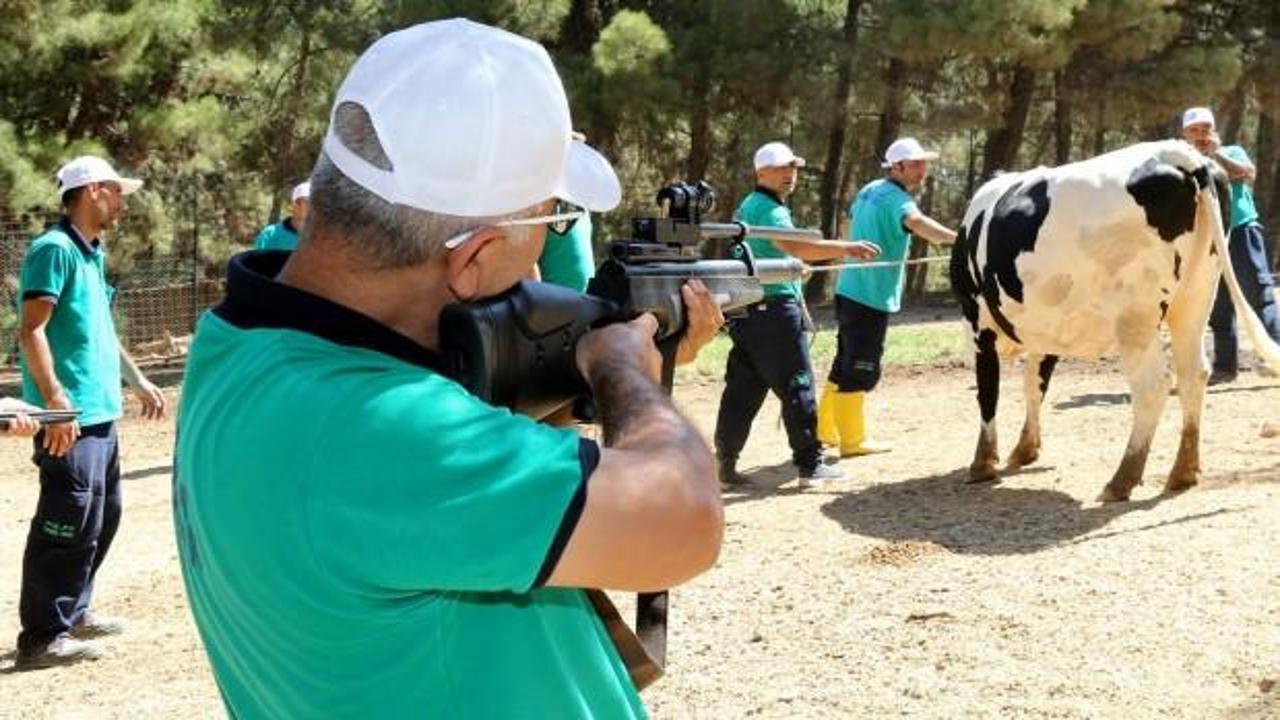 20 kişilik tim oluşturuldu: Kaçan kurbanları yakalayacak