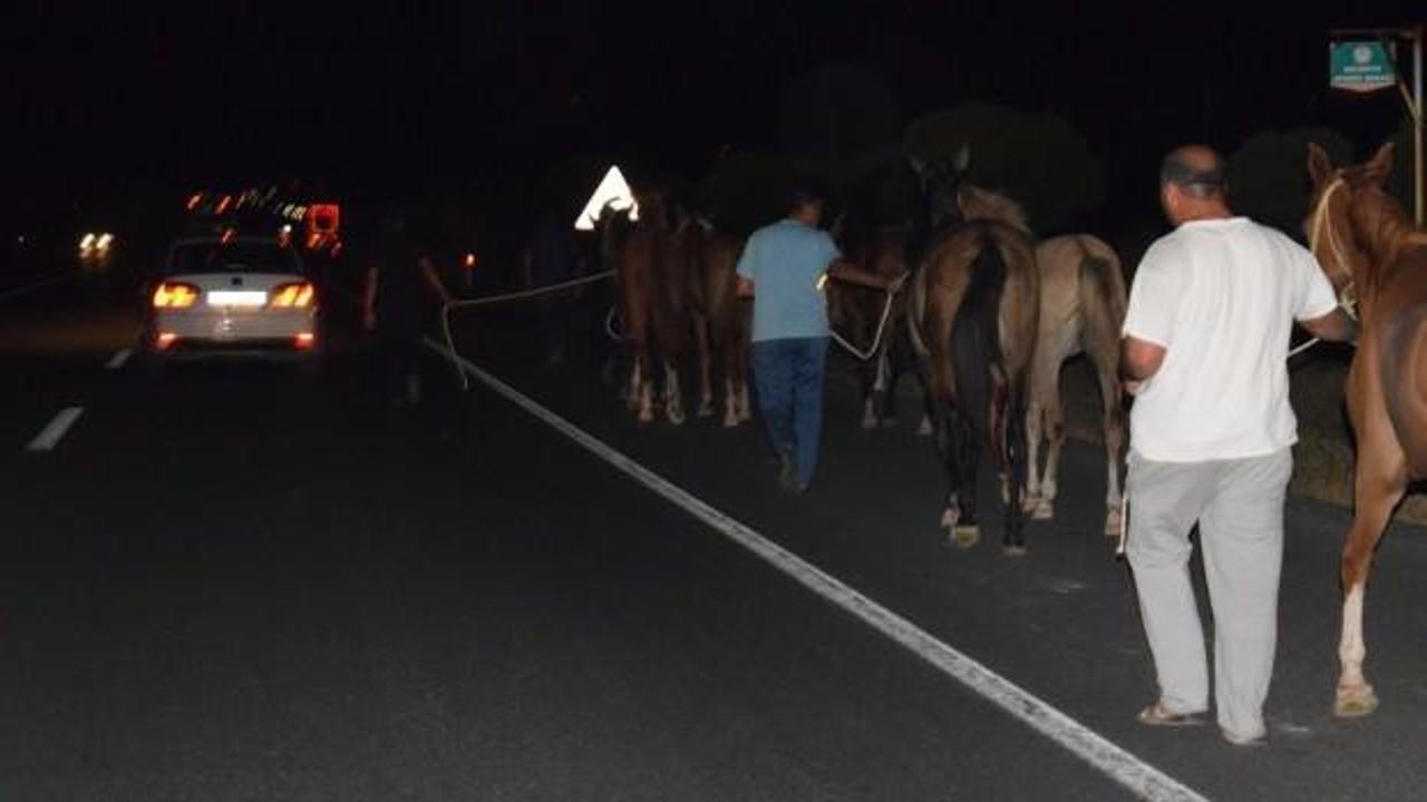 Çiftlikten kaçan yarış atları trafiği birbirine kattı