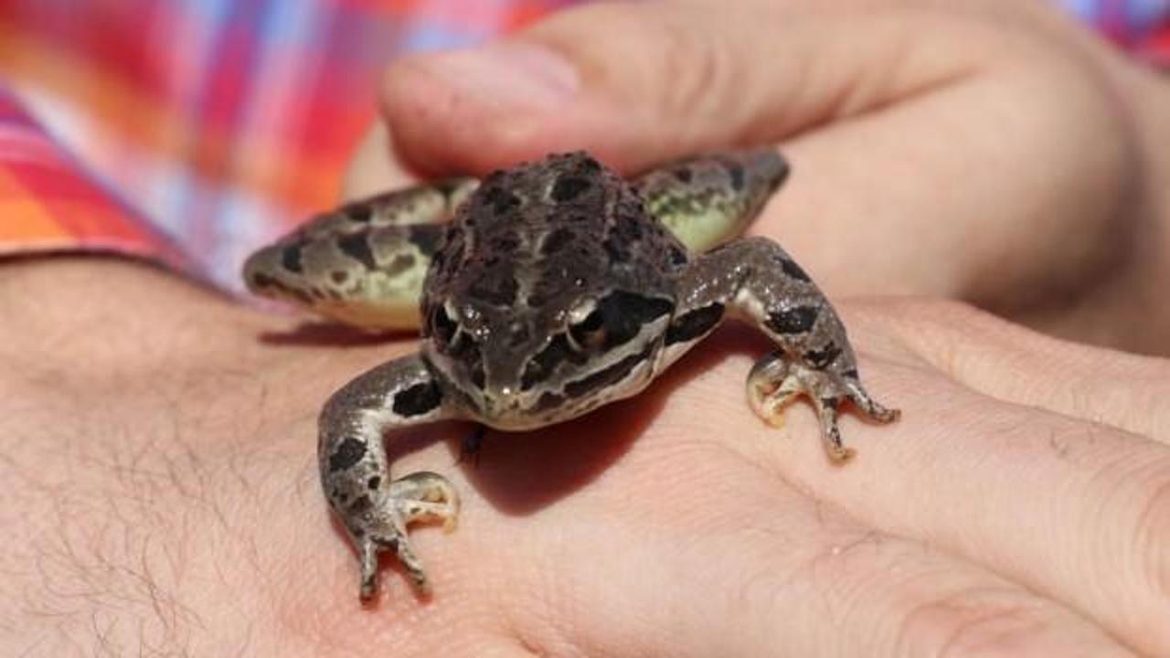 D&uuml;nyada sadece Denizli'de! Harekete ge&ccedil;tiler