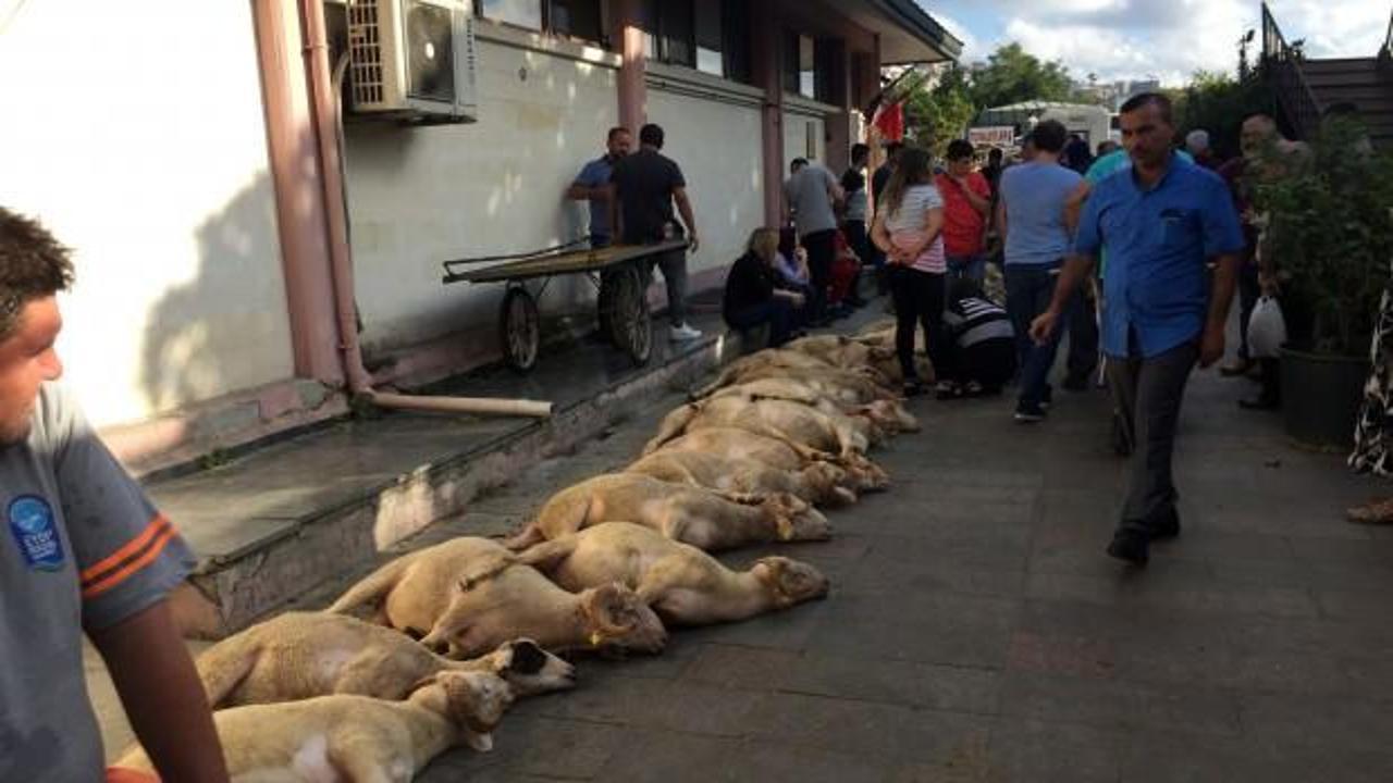 Ey&uuml;psultan&rsquo;da şehitler i&ccedil;in 53 kurban kesildi