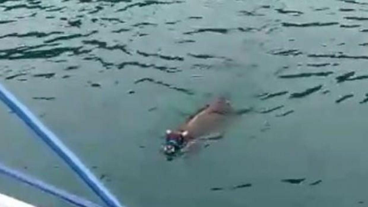 Ka&ccedil;ak boğa Ferdinand, bu bayram &ccedil;iftlikte