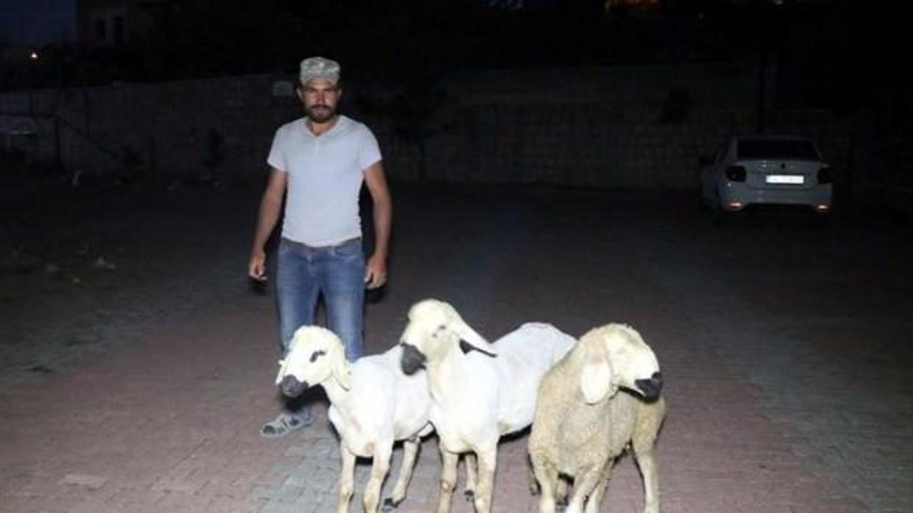 Kaçan koyunları polis sahibine teslim etti