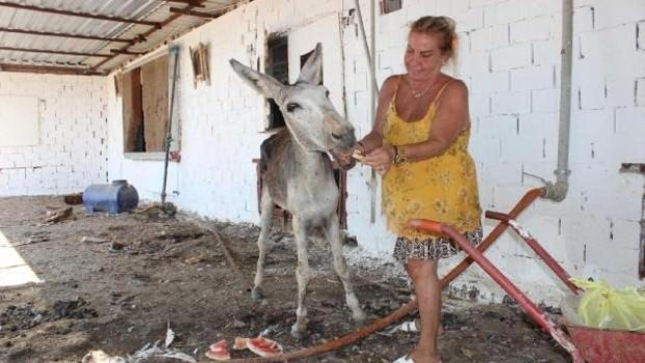Şiddet g&ouml;ren eşeği sahiplendi, adına 'Elmas' dedi