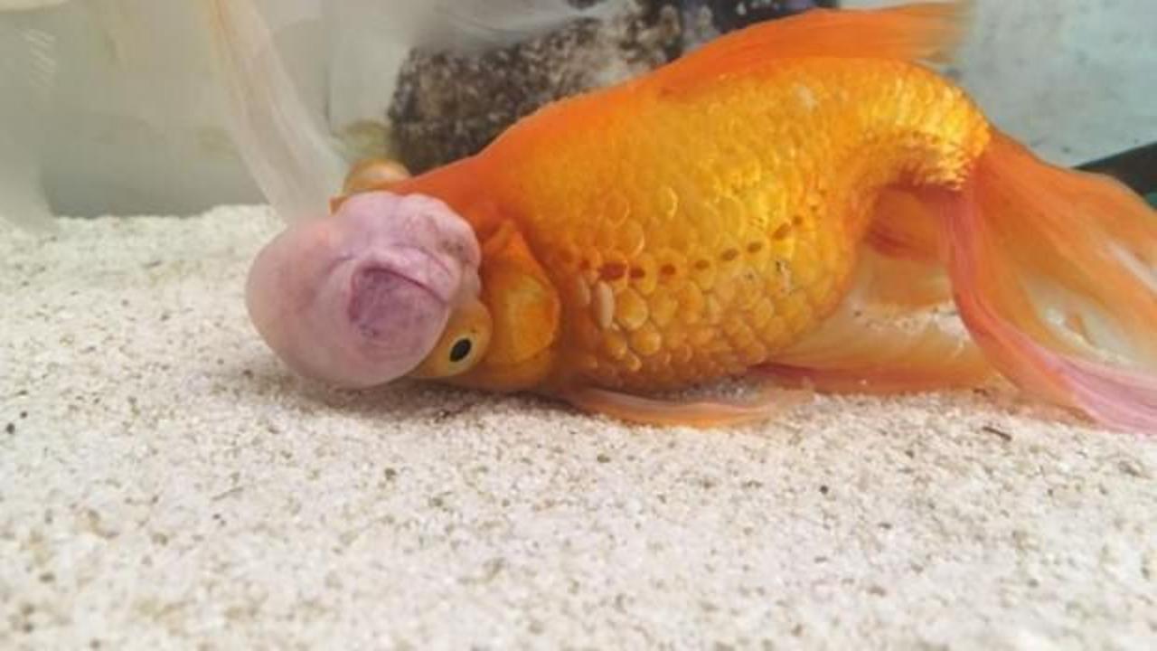 T&uuml;rkiye'de bir ilk! Japon balığına t&uuml;m&ouml;r ameliyatı