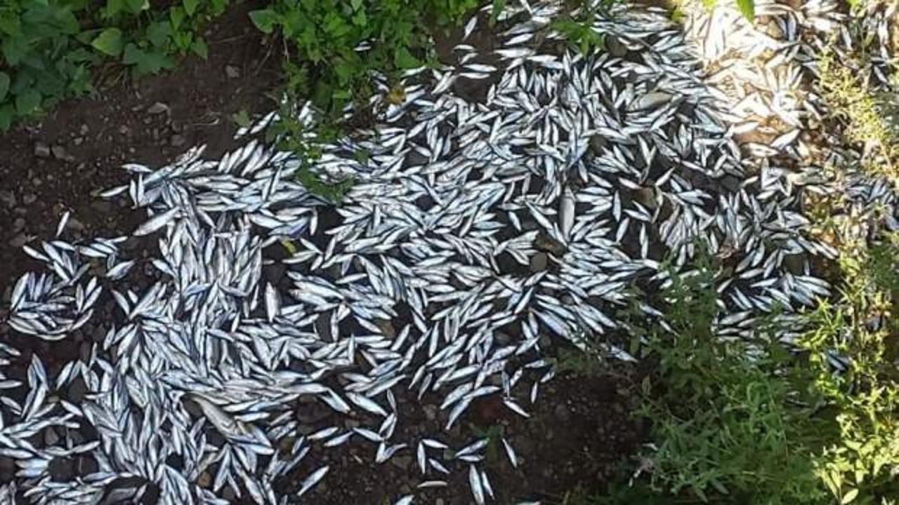 Bartın Irmağı'ndaki balık ölümlerine inceleme