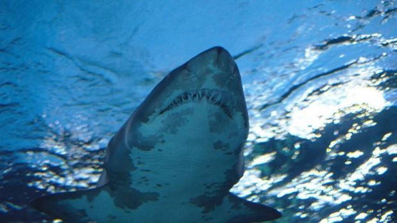Grönland’da 514 yaşında köpek balığı tespit edildi