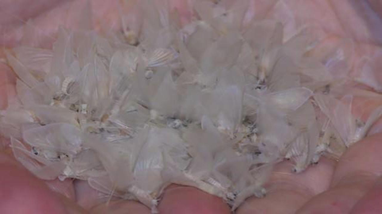 Kelebeklerin &ouml;l&uuml;m dansı başladı