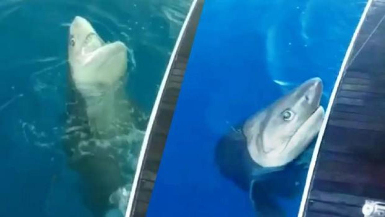 Korku dolu anlar: 3 metrelik köpek balığı oltaya takıldı