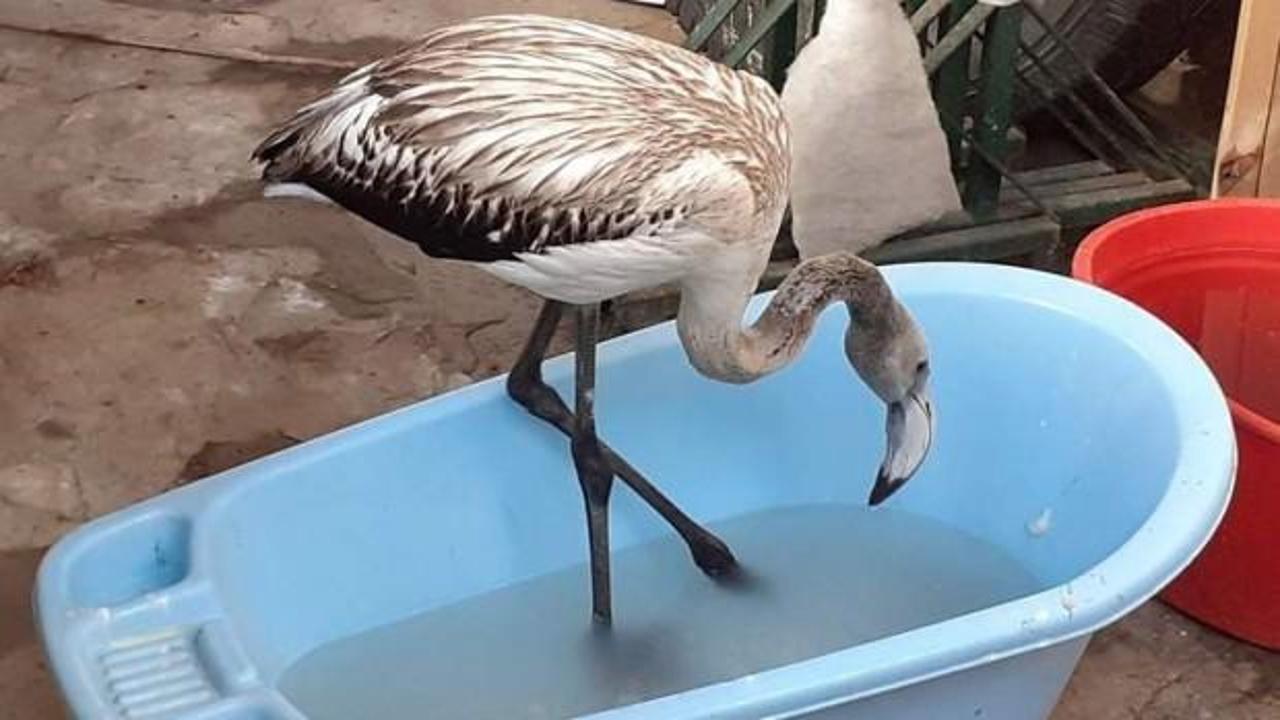 Kuşadası'nda flamingo seferberliği