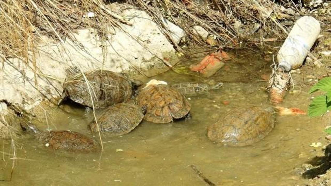Mahsur kalan kaplumbağaları vatandaşlar besliyor