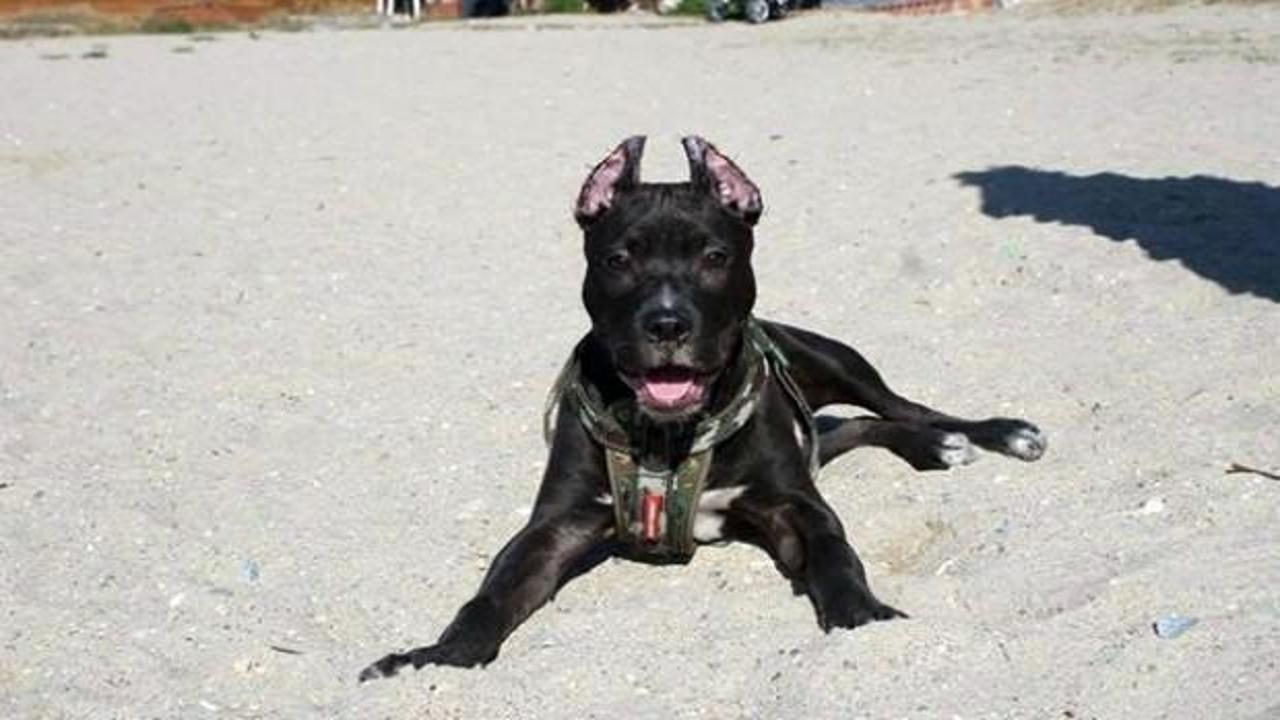 Pitbull sahibine saldırdı, polis vurarak kurtardı