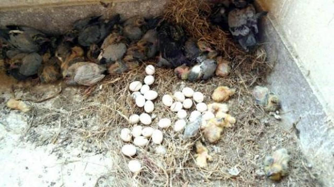 Yavru kuşlar sıcaktan öldü