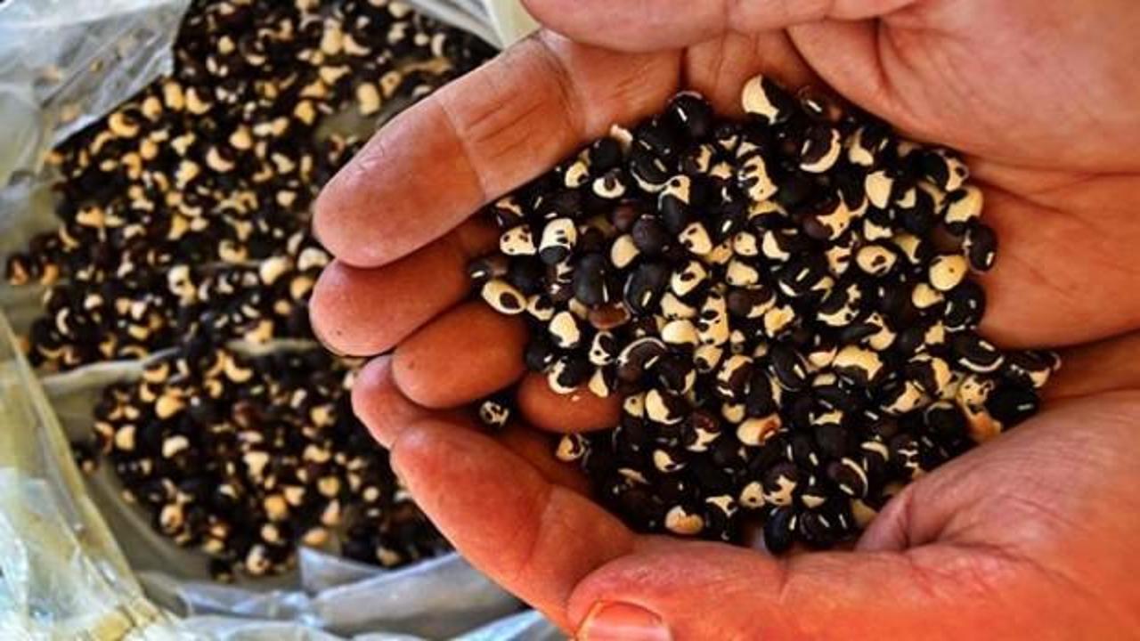Yerli tohum üretiminde rekor artış