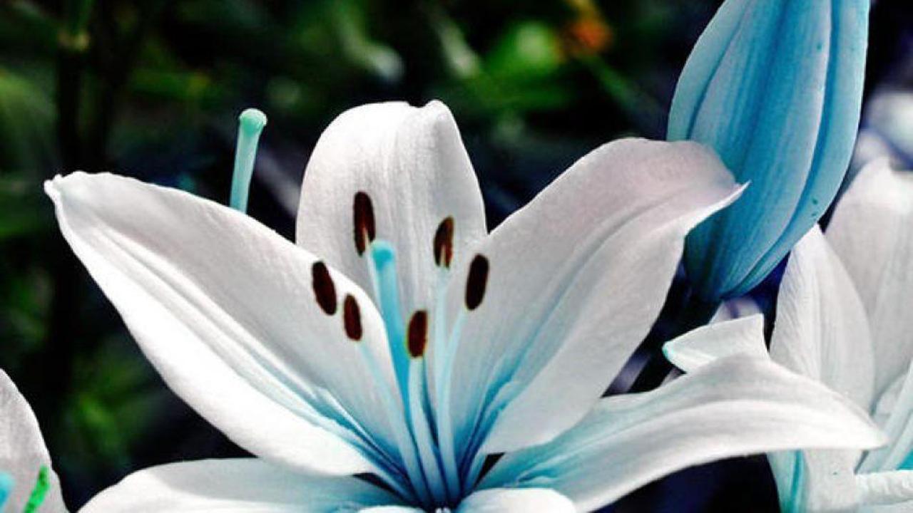 Evlerde beslenmemesi gereken bitkiler nelerdir?