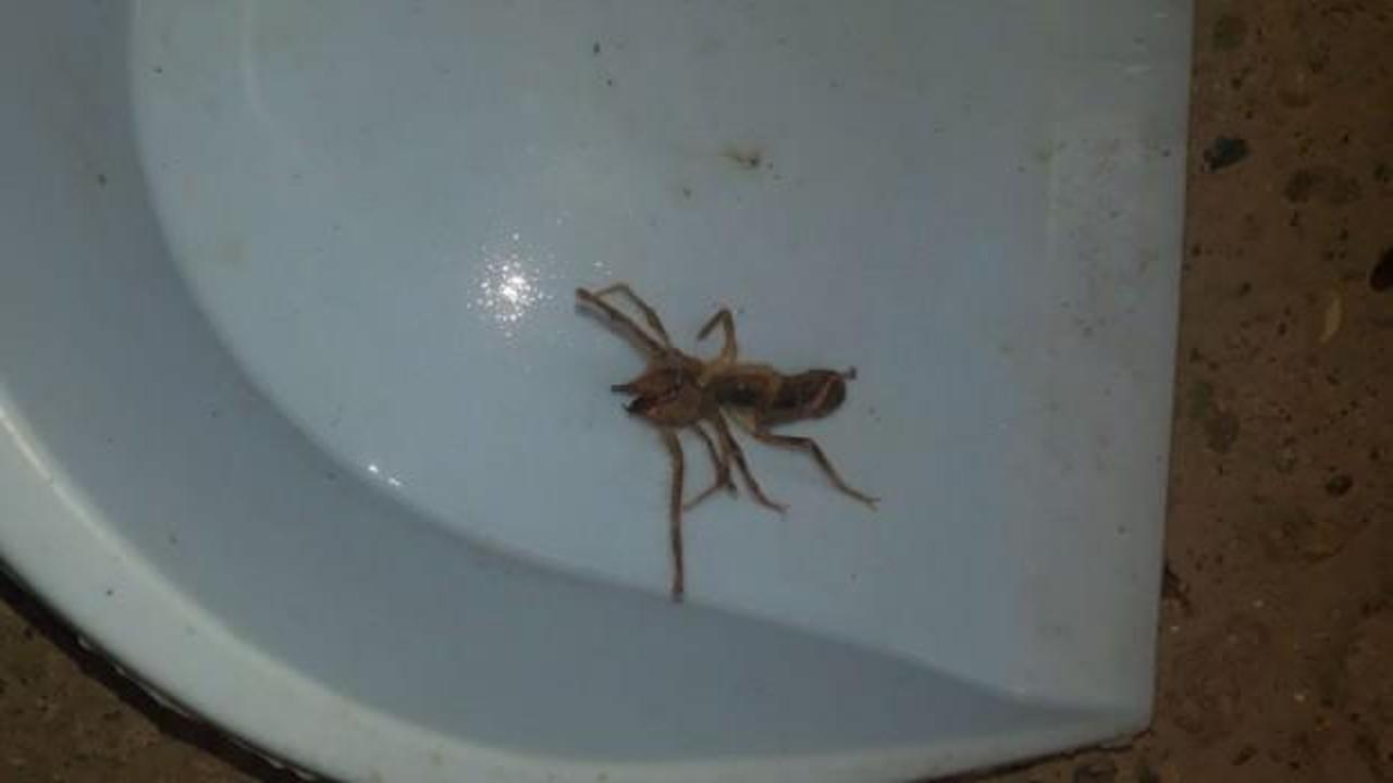 K&ouml;yde alarm! Sayıları s&uuml;rekli artıyor...