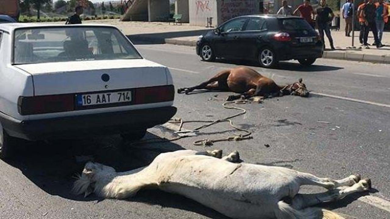 Otomobilin çarptığı iki at öldü