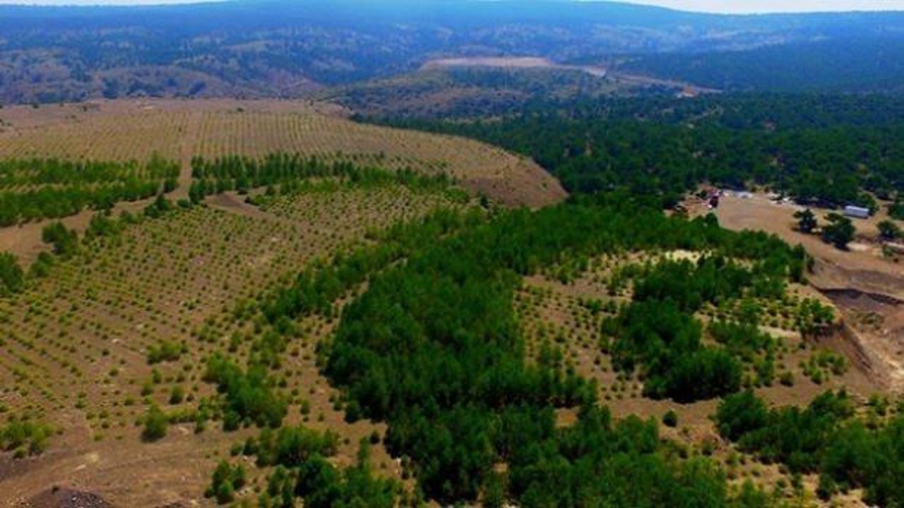 Sadece Kütahya'da 5 milyon ağaç: Maden sahaları es geçilmiyor