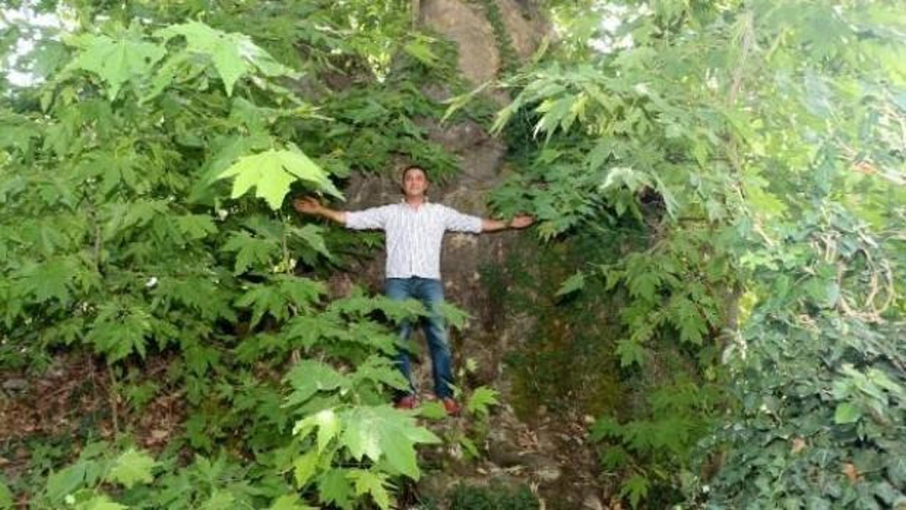 Zamana meydan okuyan dev &ccedil;ınar ilgi odağı