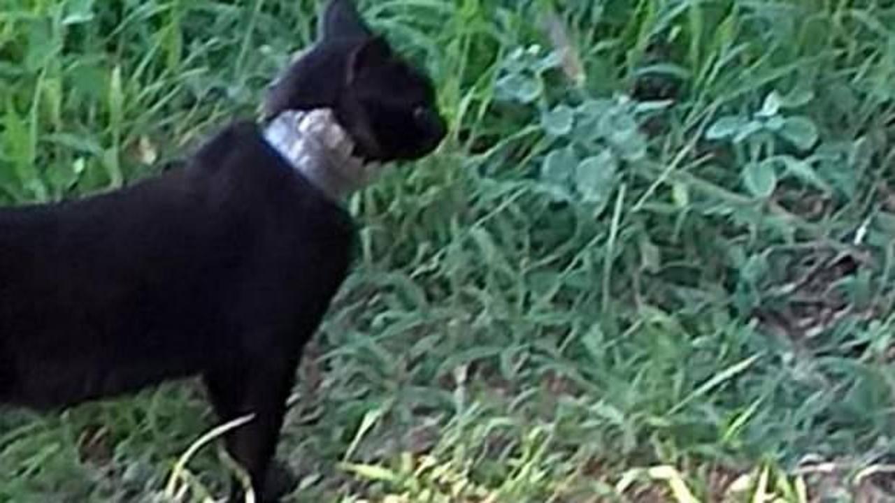 2 aydır, boynundaki camla yaşayan kedi kurtarıldı