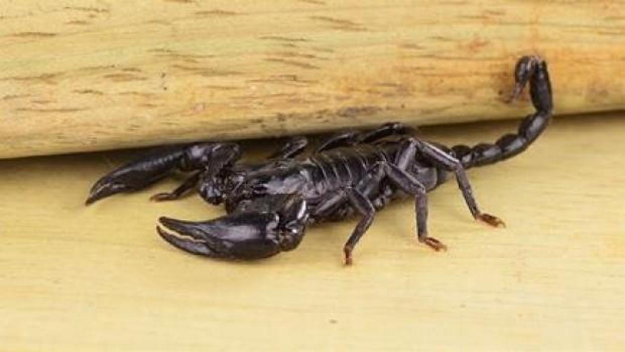 Akrebe kızdı, ortalığı savaş alanına &ccedil;evirdi!