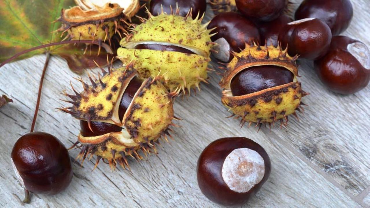 At kestanesinin faydaları nelerdir? Şah damarınıza at kestanesi s&uuml;rerseniz...
