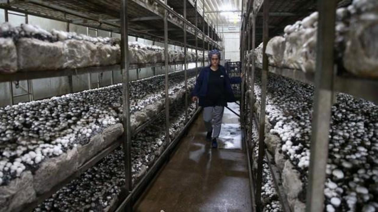 Evlerinin altında &uuml;retip ihra&ccedil; ediyorlar!