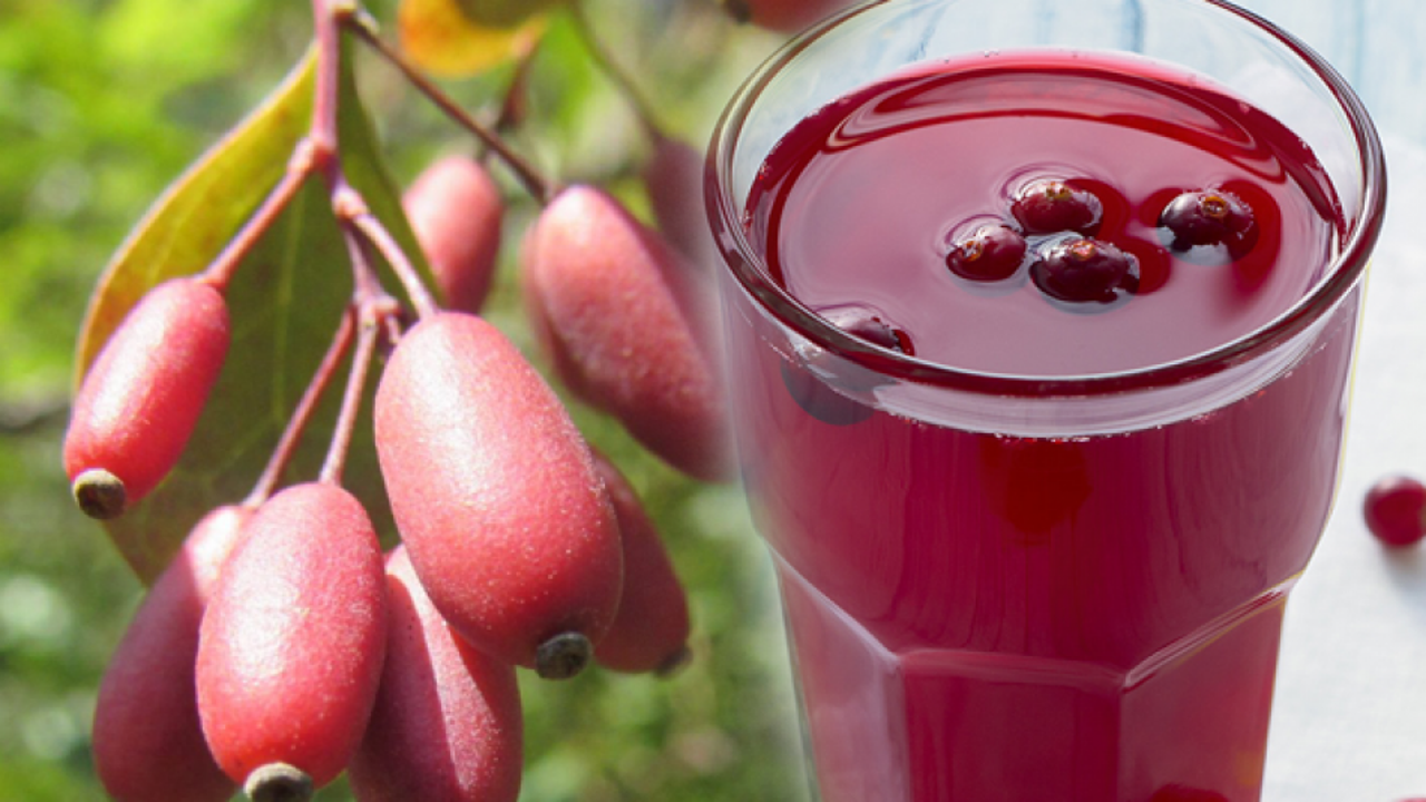 Karamuk bitkisinin faydaları nelerdir? Karamuk bitkisinden çay nasıl yapılır?