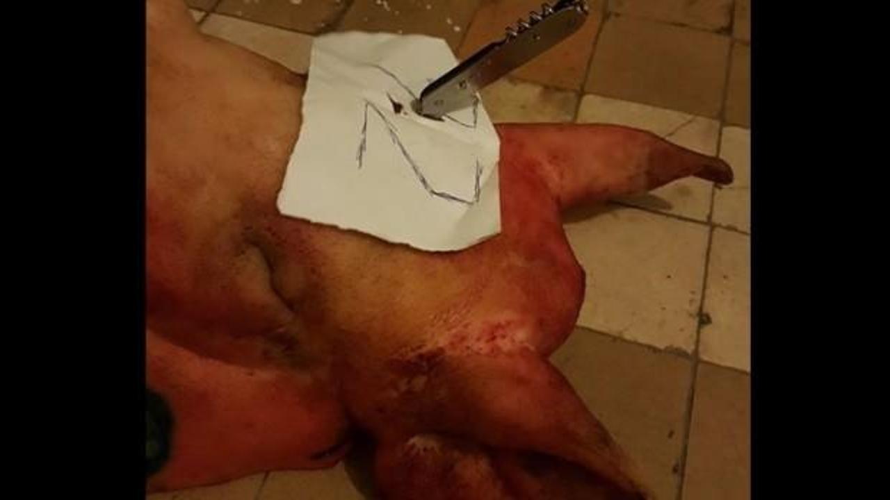 Meclis üyeliği adayının arabasına bıçaklanmış domuz kafası kondu