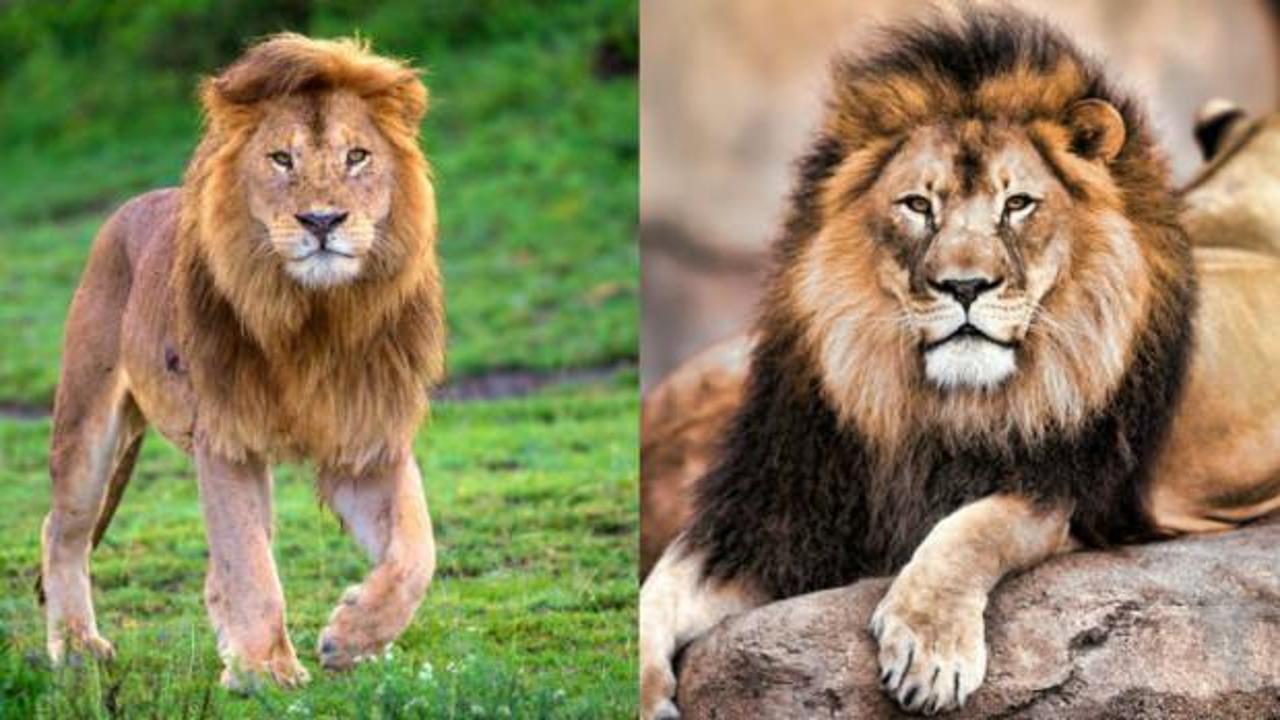 Rüyada aslan görmek hayırlı mıdır: Rüyada aslan tam olarak neye işaret?