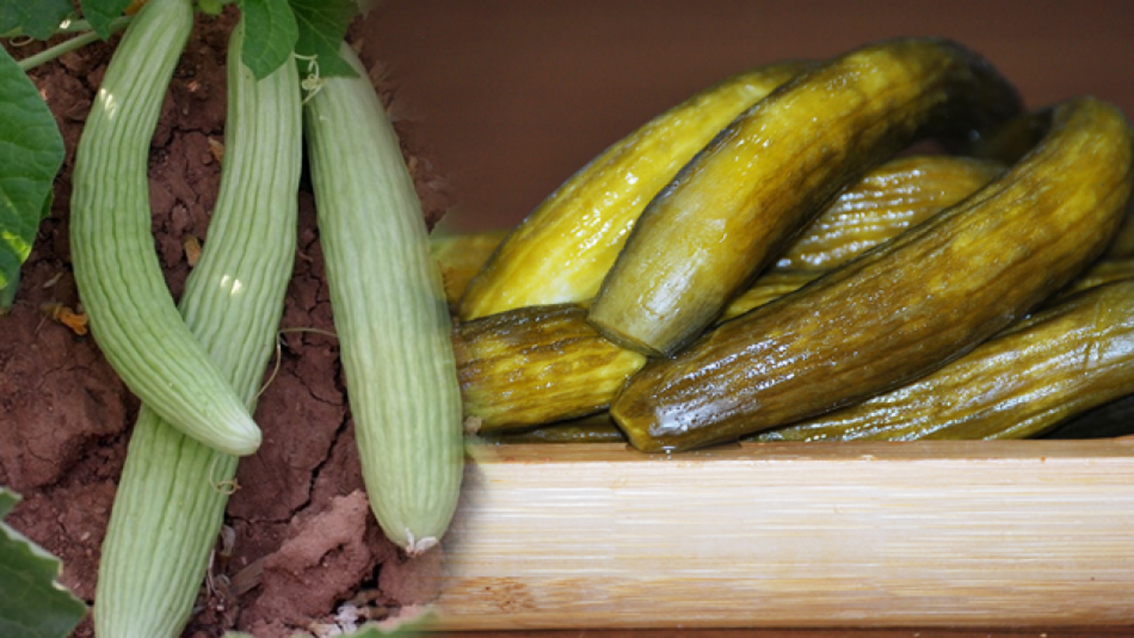 Acurun faydaları nelerdir? Acur hangi hastalıklara iyi gelir? Acurun diğer adı nedir?