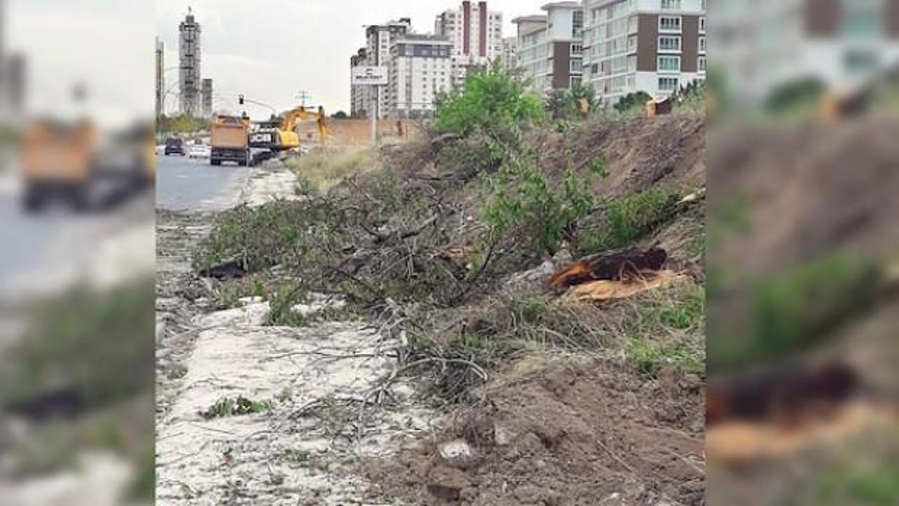 Ankara’da ağaç katliamı! CHP şimdi ne diyecek
