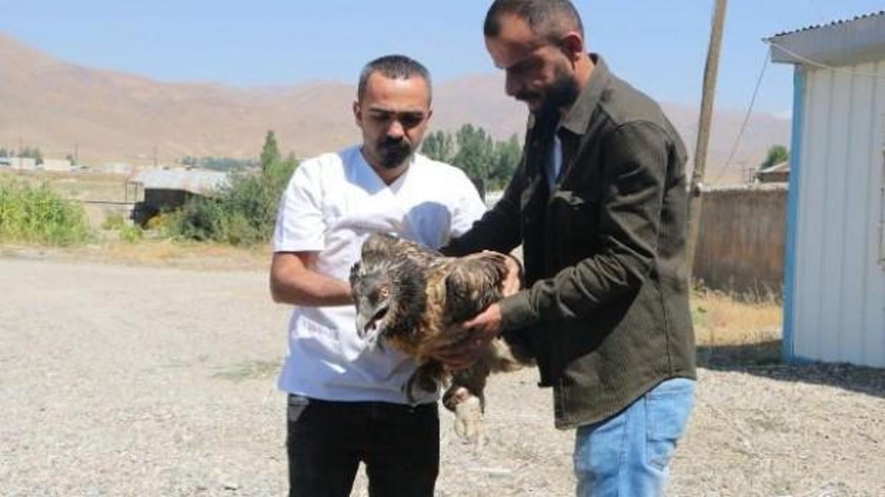 Hakkari'de bu halde bulundu! En nadir t&uuml;rlerden biri...