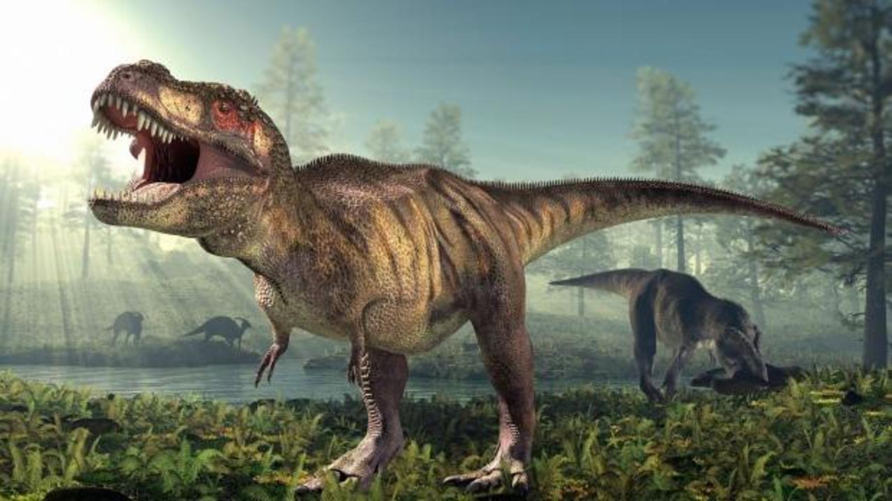 T-Rex'lerle ilgili yeni keşif!