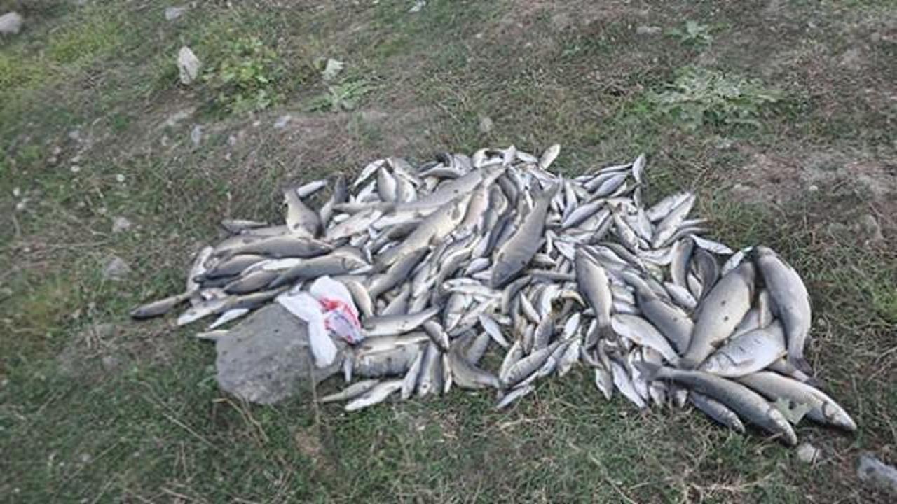 Akyazı'da yüzlerce balık telef oldu